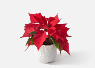 The Poinsettia image number 0